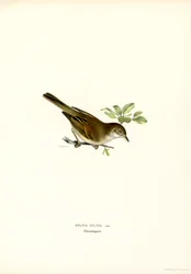 Whitethroat (färg litho)