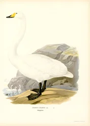 Sångsvan (färgdelar)