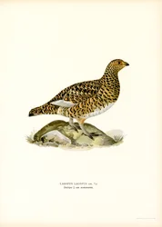 Dalripa