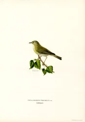 Willow Warbler (färg litho)