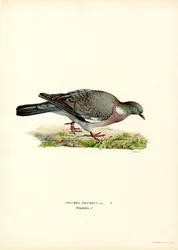 Wood Pigeon (färg litho)