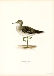 Träsnäppa (färg litho)