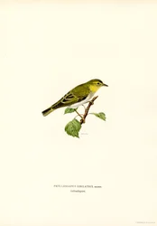 Träsångare (färg litho)