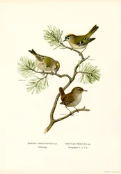 Wren (färg litho)