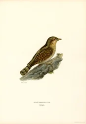 Wryneck (färg litho)