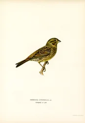 Yellow Bunting (färg litho)