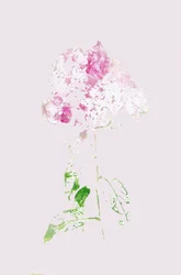 Sammanfattning: Rosa blomning