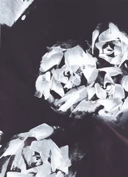 Abstrakt vitt blommönster