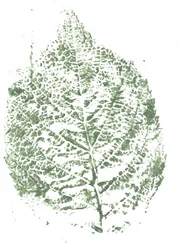 Botaniskt bladmönster
