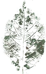 Botaniskt bladmönster