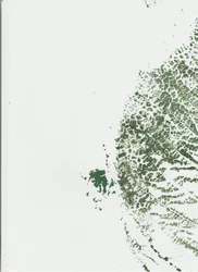 Botaniskt bladmönster