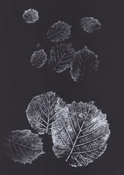 Botaniska bladmönster
