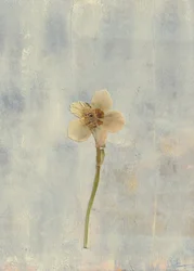 Ömtålig pressad blomma
