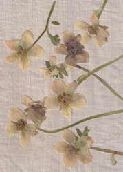 Ömtåliga pressade blommor