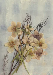 Ömtåliga pressade blommor