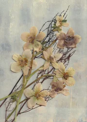 Ömtåliga pressade blommor