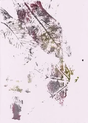 Jordnära botaniska intryck