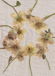 Krans av pressade blommor
