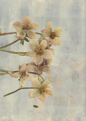 Mjuka blå pressade blommor