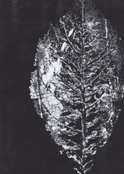 Intryck av White Leaf