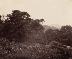 Studie av lövverk,ca. 1863 (foto)