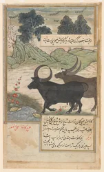 Två blå tjurar och två svinhjortar, från en Baburnama, ca 1589 (akvarell, bläck, guld på papper)