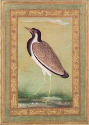 Indisk vipa, ca 1800
