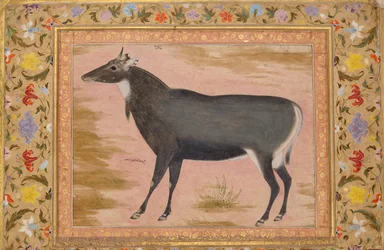 Studie av en Nilgai Blue Bull, Folio från Shah Jahan-albumet, verso: ca. 1620, recto ca. 1540.