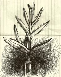 Plant, 2014 (tusch på papper)