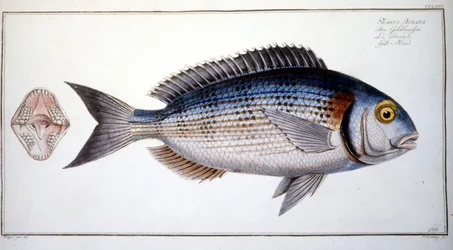 Naturhistorisk skylt: Braxen av Marc Elieser Bloch Ichtyologie Paris - Berlin - London 1787.