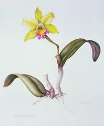 Brassolaeliocattleya Greenwich, Elmhurst (akvarell på papper)
