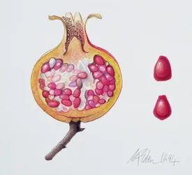 Skär granatäpple (akvarell på papper)