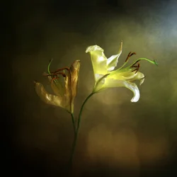 Blommande och vissnande lilja