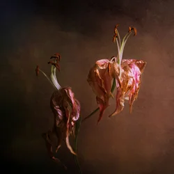 Eleganta, vissnande liljor