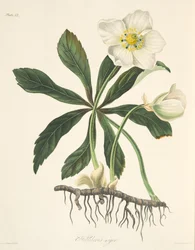 Svart julros eller julros, ur Blomsterillustrationer av årstiderna, utgiven 1829