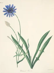Blå Catananche, från blom- illustrationer av säsongerna, pub. 1829 (handfärgad gravyr)