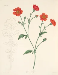 Chilenska Avens, från blom- illustrationer av säsongerna, pub. 1829 (handfärgad gravyr)