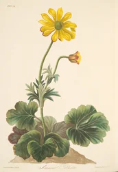 Cyclamen-bladsanemon, från blom- illustrationer av årstiderna, pub. 1829 (handfärgad gravyr)