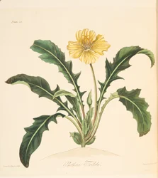 Maskros lämnade Evening Primrose, från Floral Illustrations of the Seasons, pub. 1829 (handfärgad gravyr)