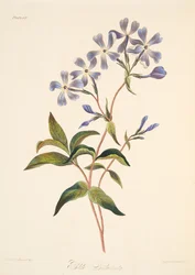 Tidig blomning Lychnidea, från blom- illustrationer av årstiderna, pub. 1829 (handfärgad gravyr)