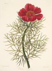 Fin Leaved Paeony, från blom- illustrationer av säsongerna, pub. 1829 (handfärgad gravyr)