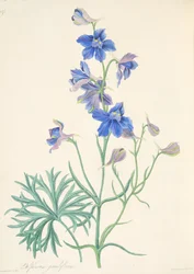 Storblommig riddarsporre, ur Blomsterillustrationer av årstiderna, utgiven 1829