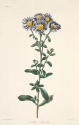 Italiensk Aster, från blom- illustrationer av säsongerna, pub. 1829 (handfärgad gravyr)