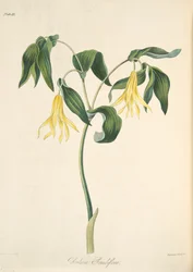 Storblommig bellwort, ur "Floral Illustrations of the Seasons", utgiven 1829