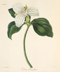 Stora blommade Trillium, från blom- illustrationer av årstiderna, pub. 1829 (handfärgad gravyr)