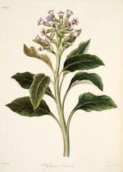 Orientalisk Hyoscyamus, från blom- illustrationer av säsongerna, pub. 1829 (handfärgad gravyr)