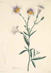 Målade Salpiglossis, från blom- illustrationer av säsongerna, pub. 1829 (handfärgad gravyr)