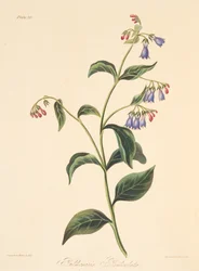 Panicled Lungwort, från blom- illustrationer av årstiderna, pub. 1829 (handfärgad gravyr)