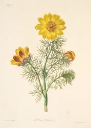 Perenn Adonis, från blom- illustrationer av säsongerna, pub. 1829 (handfärgad gravyr)