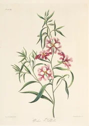 Nätt Clarkia, från blom- illustrationer av säsongerna, pub. 1829 (handfärgad gravyr)